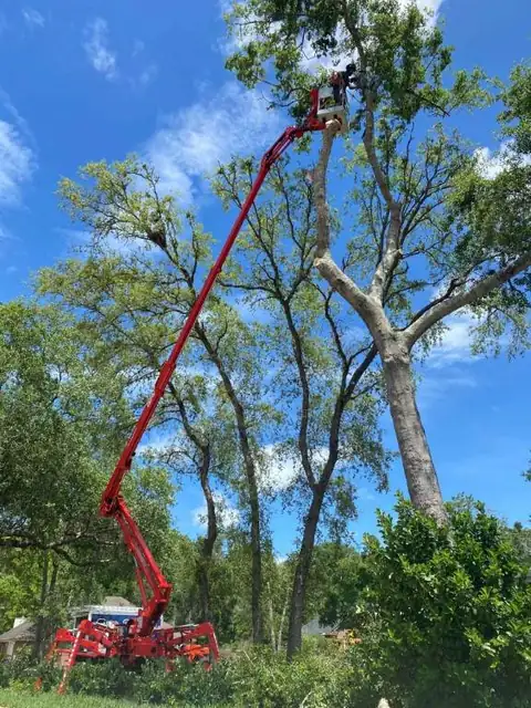 Forshee's Tree Service using the CMC 72HD+ Arbor Pro to cut a tree
