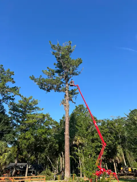 The CMC 72HD+ Arbor Pro lift raised alongside a tall pine with a crew member in the platform