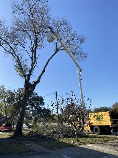 A large tree being trimmed by a technician in a boom lift
