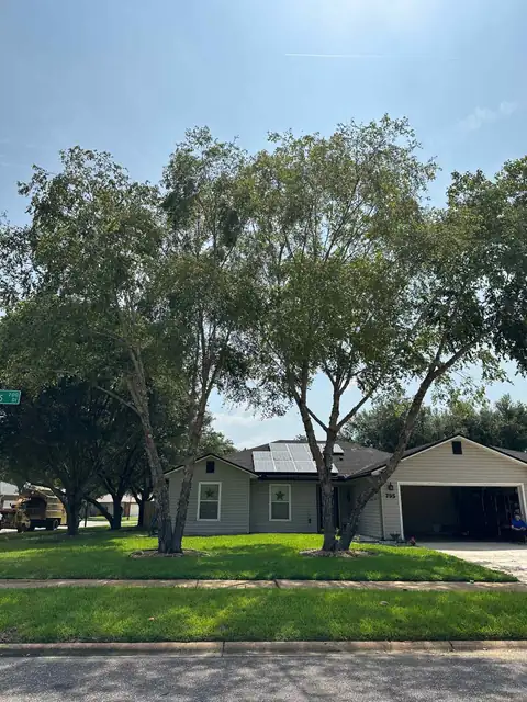 The same large tree in Jacksonville, Florida after trimming