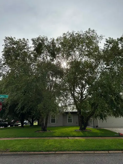 A large tree in Jacksonville, Florida before trimming