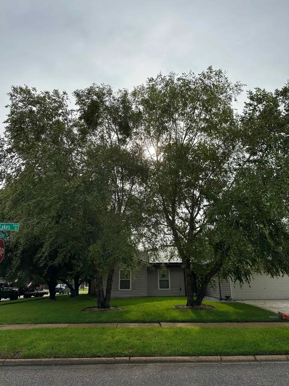 A large tree in Jacksonville, Florida before trimming