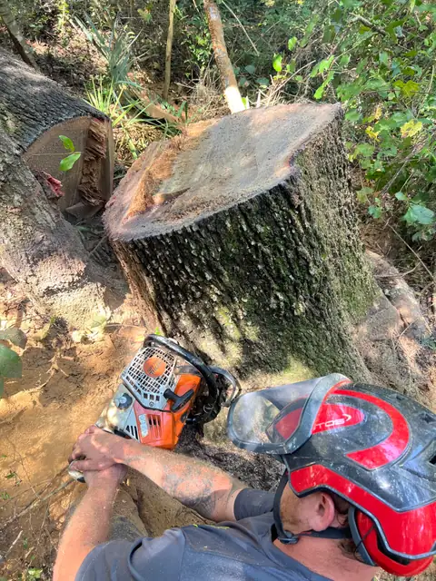 A crew member in a helmet and face shield cutting a large tree trunk with a chainsaw