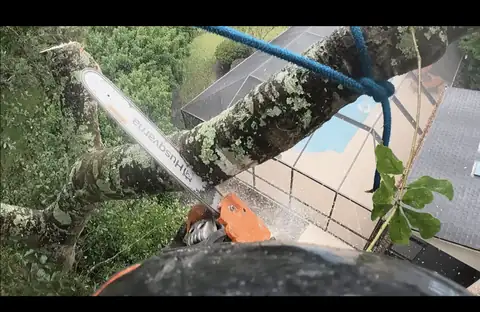 A tree limb being trimmed from the top of a tree by a Forshee's Tree Service technician
