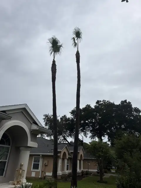 The same two palms after trimming, dead fronds and boots cleaned off