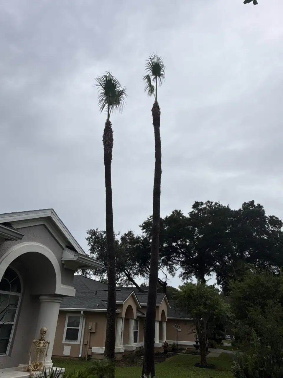 The same two palms after trimming, dead fronds and boots cleaned off