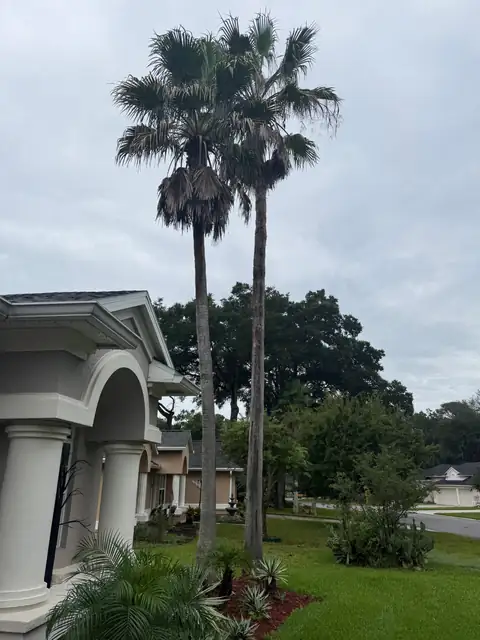 Two tall palms beside a Jacksonville home before trimming, heavy with dead fronds