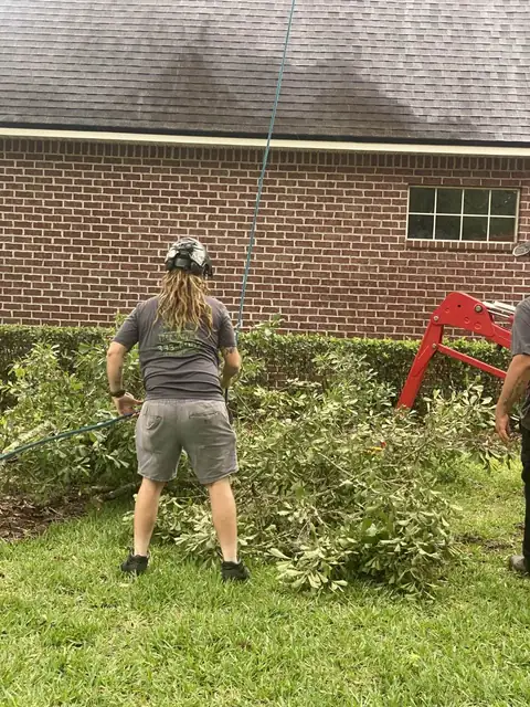 Crew member safely removing a tree during a professional tree removal