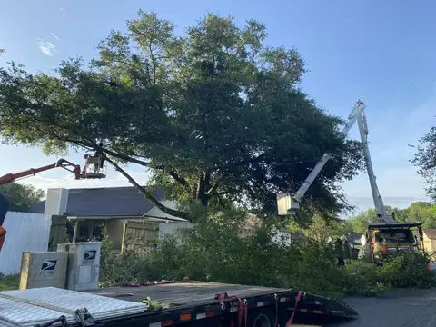 Tree debris cleared from a yard after storm damage