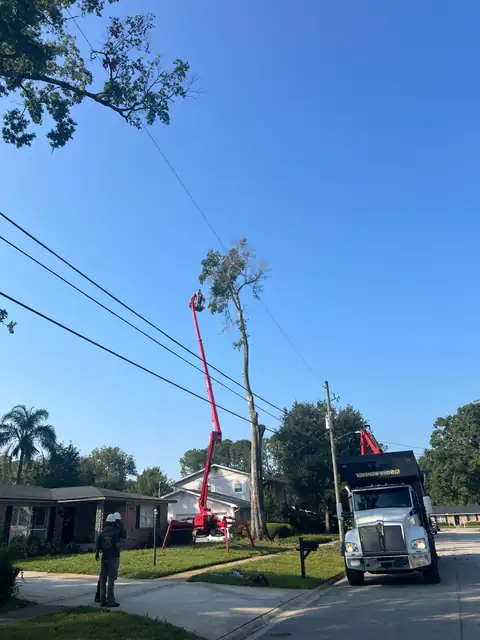 A tree removal on a residential street, with the Arbor Pro lift in the yard and the grapple truck at the curb