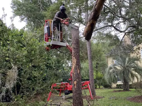 Tree removal being performed from the CMC 72HD+ Arbor Pro tracked lift