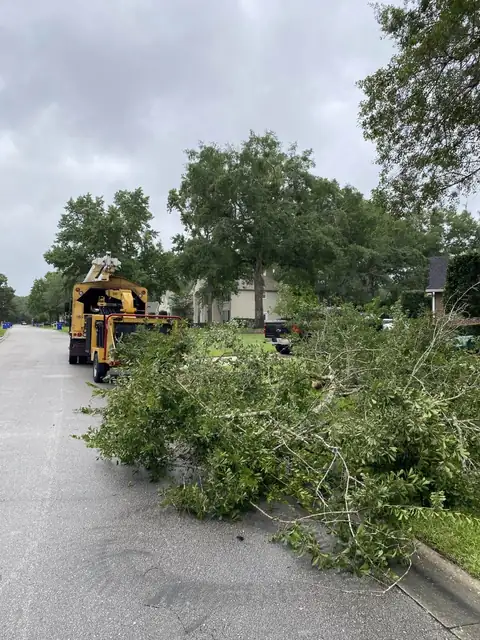 Crew trimming a tree canopy from above